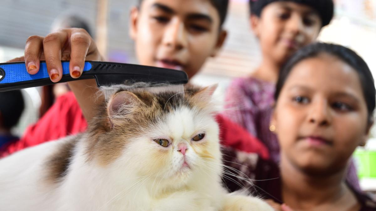 Twoday pet carnival takes off in Coimbatore The Hindu